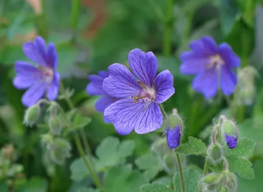 Geranium Philippe Vapelle plant with blue flowers.