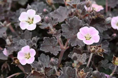 Geranium 'Pink Spice' plant with dark green-purple foliage and pink flowers.