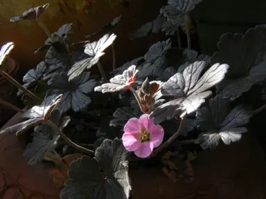 Geranium 'Purple Passion' plant with purple leaves and pink flowers.