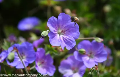 A bee hovering around a Geranium Rozanne blue flower.