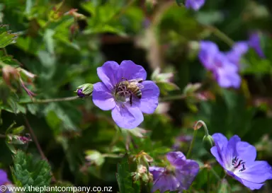 A bee on a Geranium Rozanne blue flower.