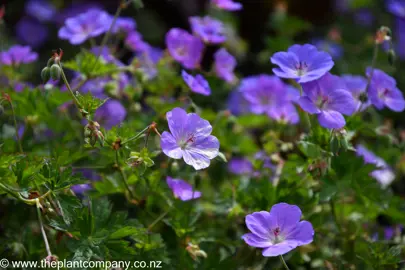 Geranium Rozanne blue flowers in a garden with green leaves.