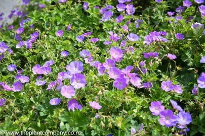 Masses of Geranium Rozanne pink flowers in a garden with green leaves.