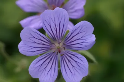 Geranium 'Stephanie' two-tone blue flower.