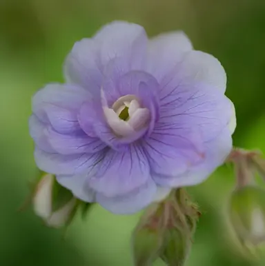 Geranium 'Summer Skies' double blue flower.