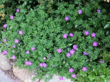 geranium-tiny-monster-4