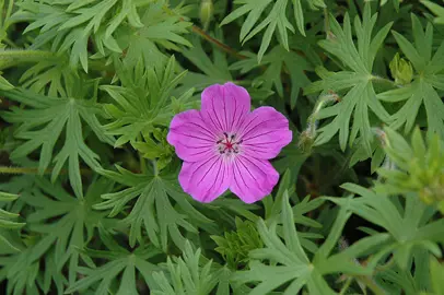 geranium-tiny-monster-5