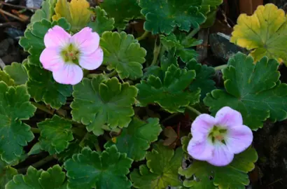 Geranium traversii plant with pink flowers and green foliage.