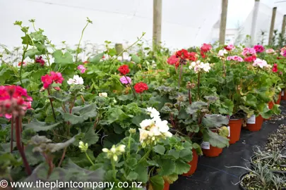 geranium-zonale-