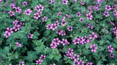 geranium-sue-crug-cranesbill-1