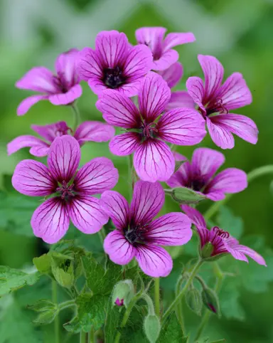 geranium-sue-crug-cranesbill-3