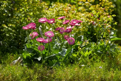 gerbera-garvinea-femmy-1