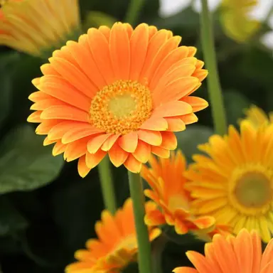 gerbera-sweet-caroline-