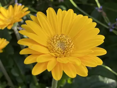 gerbera-sweet-smile--1