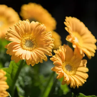 gerbera-sweet-smile-