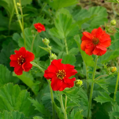 geum-mrs-bradshaw-2