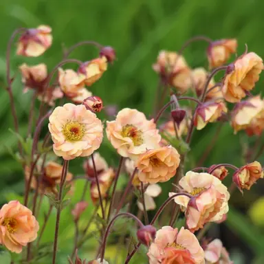 Geum 'Pretticoats Peach' flowers.