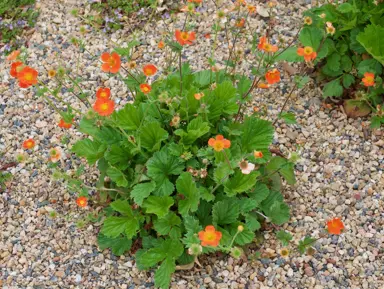 Geum 'Rustico Orange' plant with orange flowers.