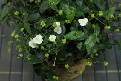 Gibasis geniculata plant with white flowers.