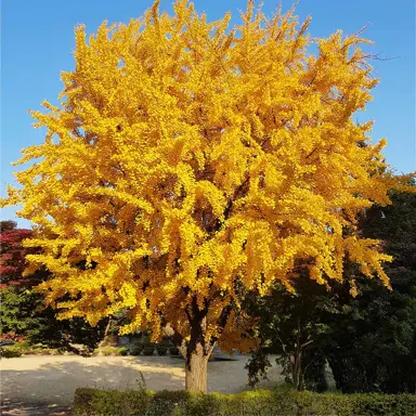 Ginkgo biloba male tree in autumn.