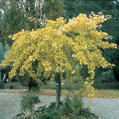 ginkgo-biloba-pendula-1