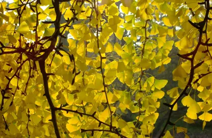 ginkgo-biloba-pendula-2