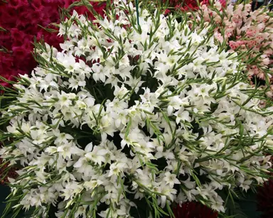 gladioli-alba-3