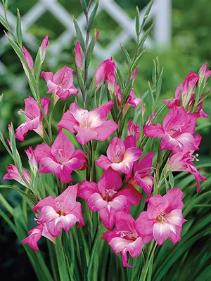 gladioli-charm-