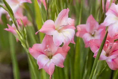 gladioli-charming-beauty-1