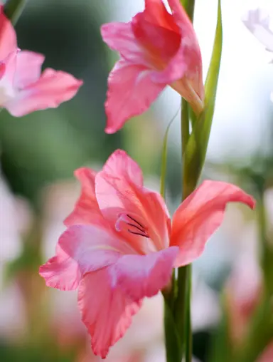 gladioli-charming-beauty-2