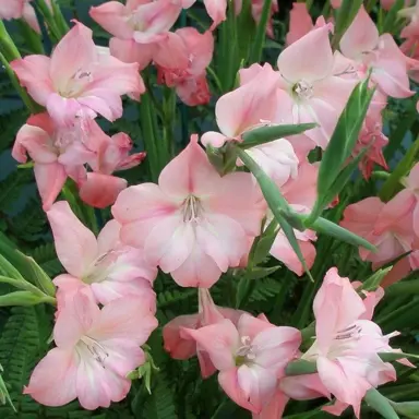 gladioli-charming-beauty-3