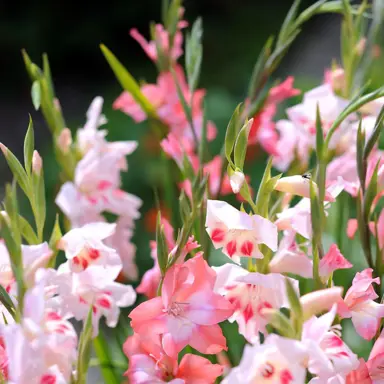 gladioli-mixture-1