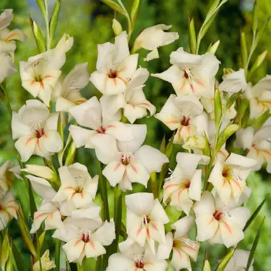 gladioli-halley-1