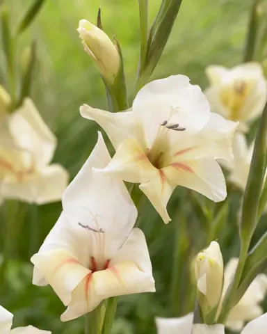 gladioli-halley-2