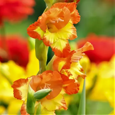 gladioli-las-vegas-1