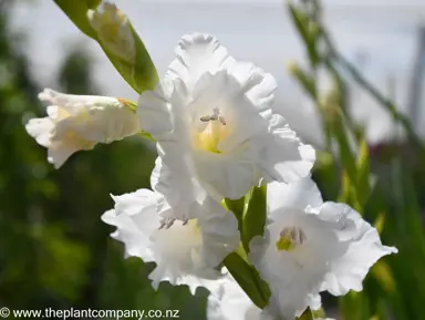 gladioli-snowy-frizzle-plant--1