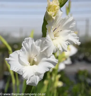 gladioli-snowy-frizzle-plant-