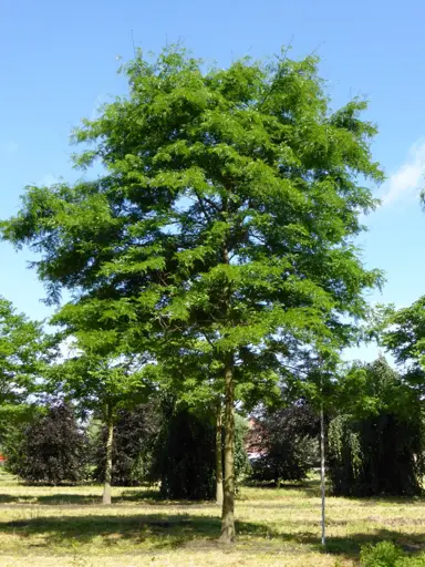 gleditsia-triacanthos-inermis-