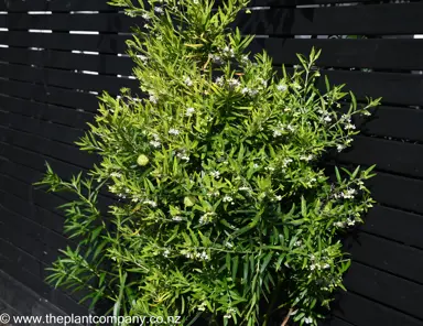 Gomphocarpus physocarpus plant in a garden against a black fence.