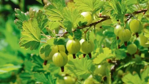 gooseberry-farmers-glory-