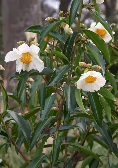 gordonia-yunnanensis-1