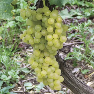 grape-himrod-1