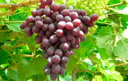 grape-ruby-seedless-