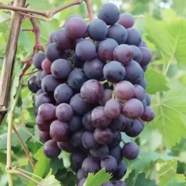 Grape 'Schuyler' purple fruit.