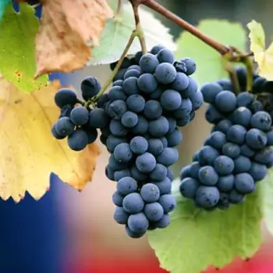 grape-albany-surprise-