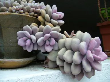 Graptopetalum amethystinum plant in a pot.