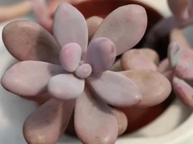 Graptopetalum amethystinum pink leaves.