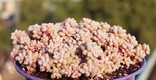 Graptopetalum mirinae succulent plant with pink foliage.