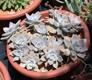 Graptopetalum paraguayense plants growing in a pot.