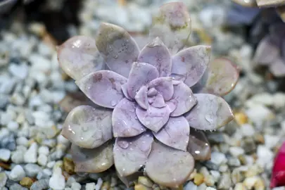 Graptopetalum pentandrum succulent with pink and grey leaves.